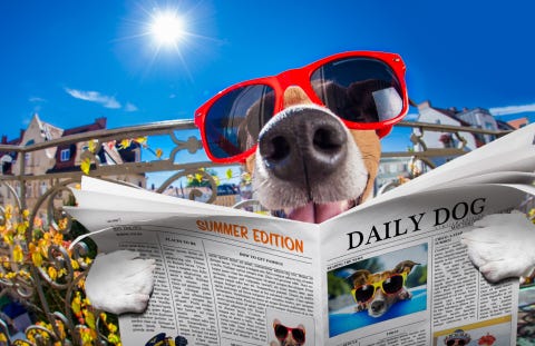 Dog wearing sunglasses is holding a newspaper and appears to be reading it Dog wearing sunglasses is holding a newspaper and appears to be reading it