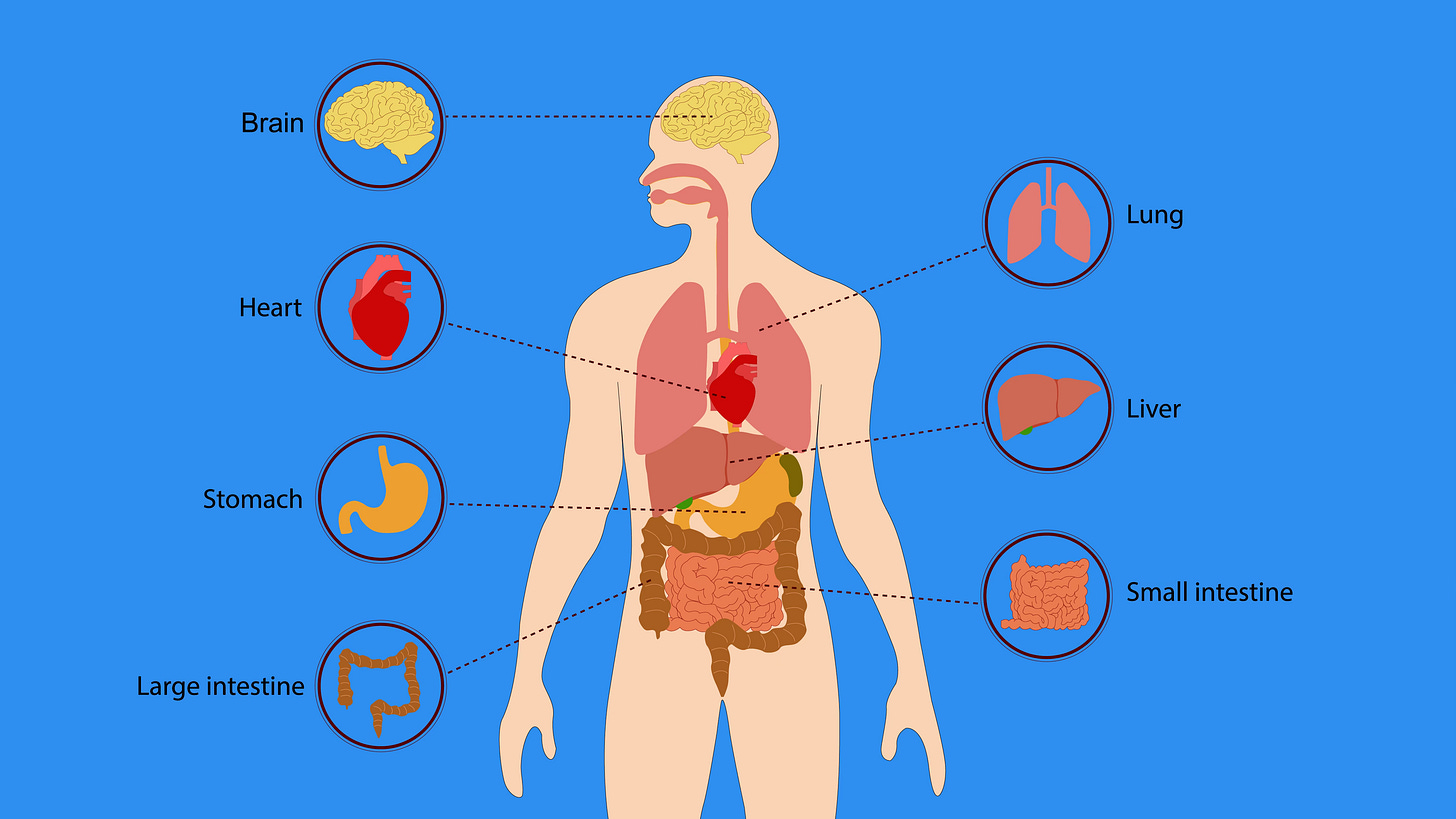 Labeled anatomical diagram of human digestive system showing brain heart lungs liver stomach small intestine large intestine and their connections for gut health digestion and nutrient absorption