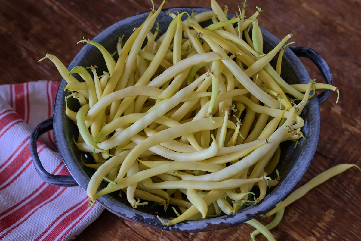harvested beans in a colander with a kitchen towel