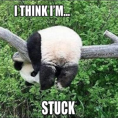 panda meme I think Im stuck | Funny | Pinterest | Baby panda bears, Panda funny, Funny panda pictures panda meme I think Im stuck | Funny | Pinterest | Baby panda bears, Panda funny, Funny panda pictures