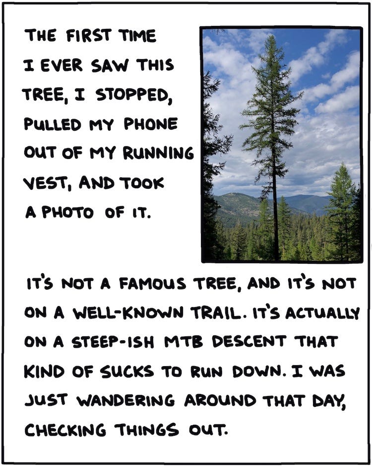 The first time I ever saw this tree, I stopped, pulled my phone out of my running vest, and took a photo of it. It’s not a famous tree, and it's not on a well-known trail. It’s actually on a steep-ish MTB descent that kind of sucks to run down. I was just wandering around that day, checking things out. 