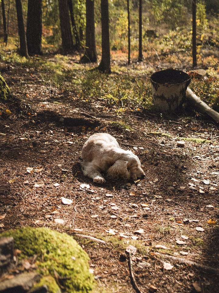 dogs in finnish forest