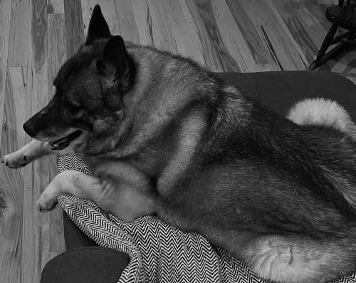 An image of Thora, the Writer Elkhound, in black and white splendor.