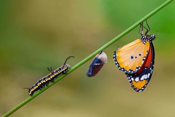 14,768 Caterpillar Cocoon Royalty-Free Photos and Stock Images |  Shutterstock