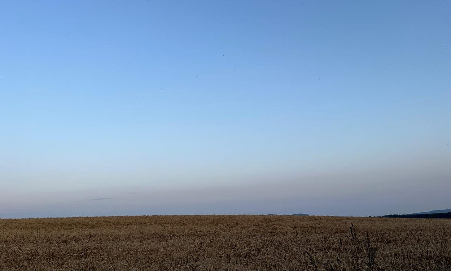 A field of corn, with a fading blue sky above