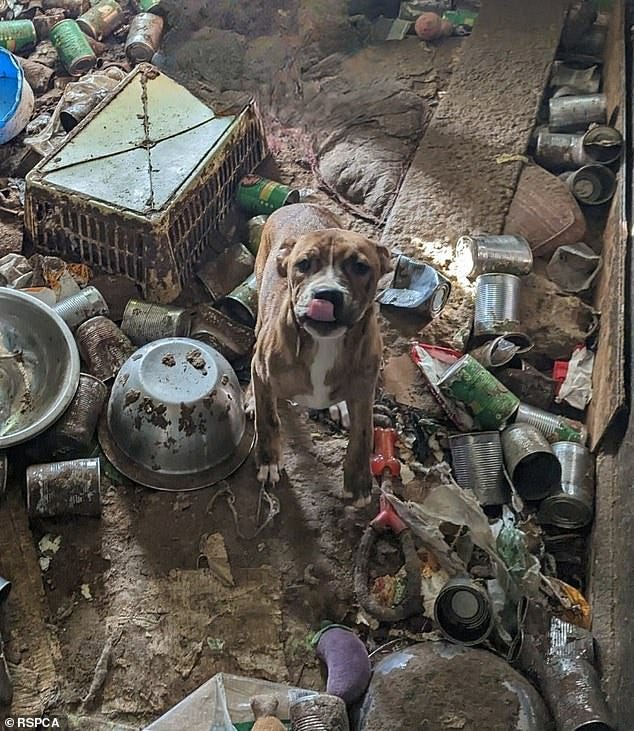 More than 30 pets were found surrounded by faeces, flies and rubbish as one puppy was discovered shaking in terror