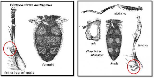 Comparison of feature Platycheirus ambiguus and albimanus