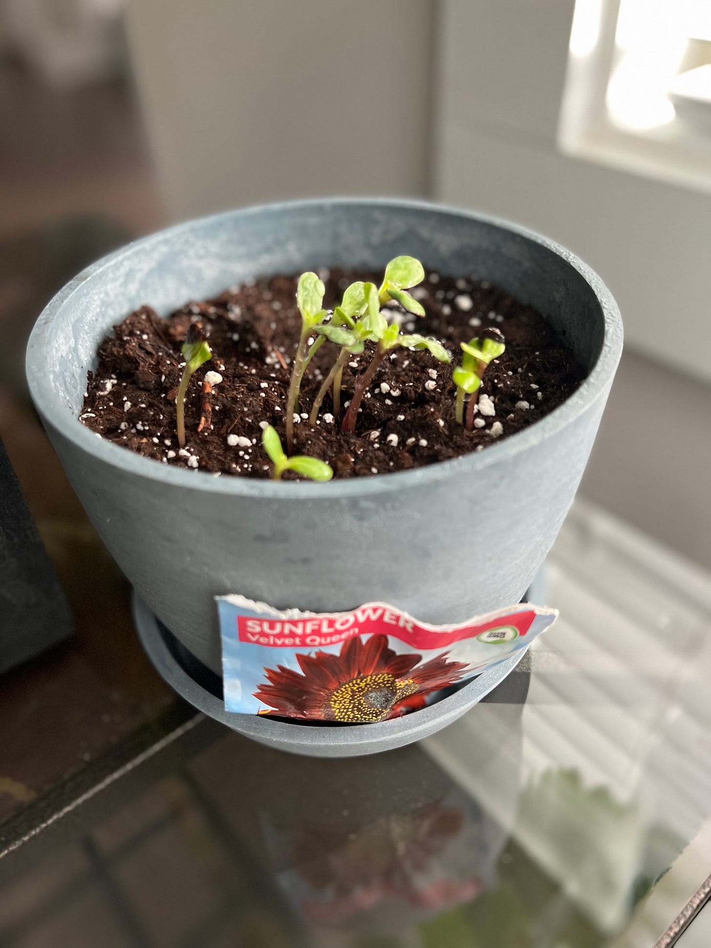 Gray flower pot with several small green stalks of velvet queen sunflowers growing.