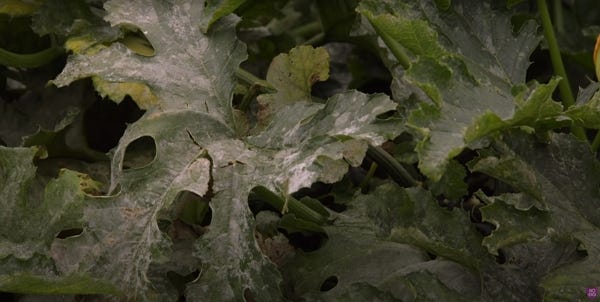 Close up on courgettes leaves covered with mildew Close up on courgettes leaves covered with mildew