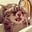 Cat Grandma's avatar