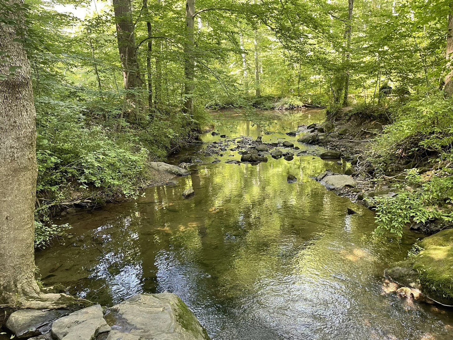 Photo of a trail from Andrew Lodise with title Ridley Creek Full White Trail Loop