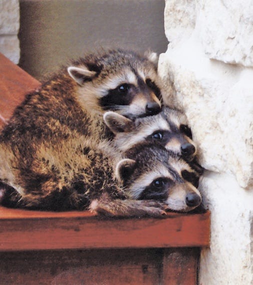 Focus on Texas: Wild Animals | Texas Co-op Power