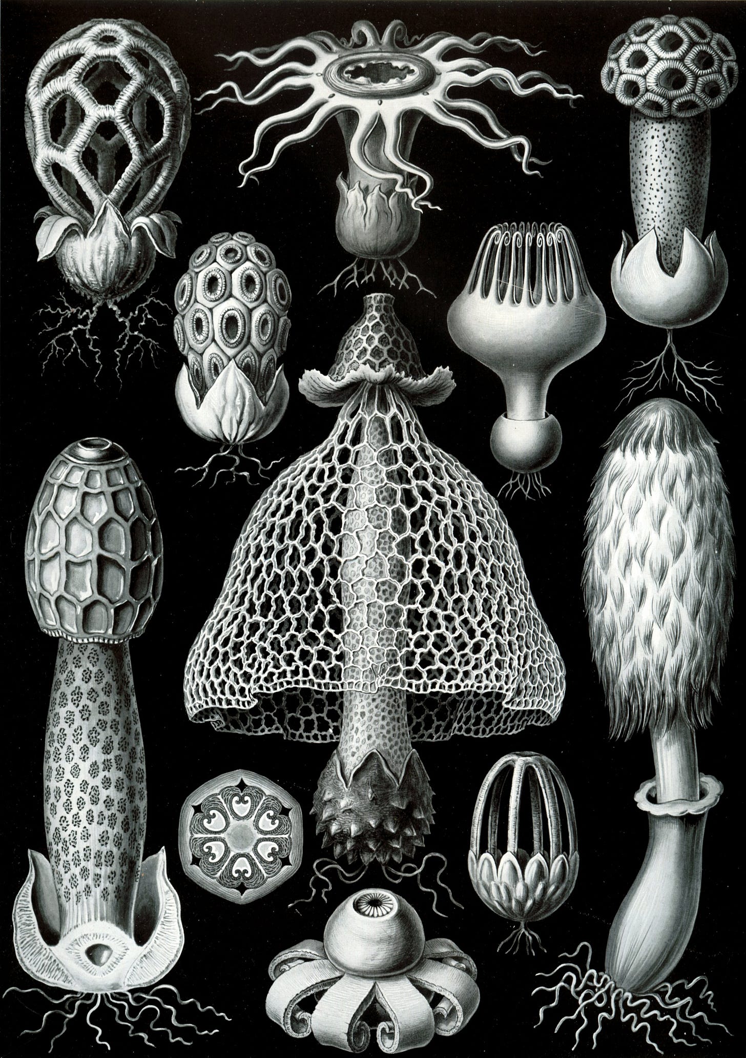 Ernst Haeckel, Basimycetes, plate 63 of Kunstformen der Natur, 1904 Ernst Haeckel, Basimycetes, plate 63 of Kunstformen der Natur, 1904