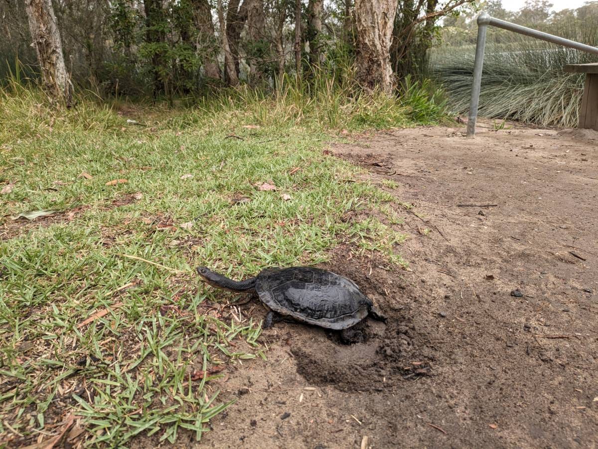 eastern long necked turtle nesting at glenbrook lagoon eastern long necked turtle nesting at glenbrook lagoon