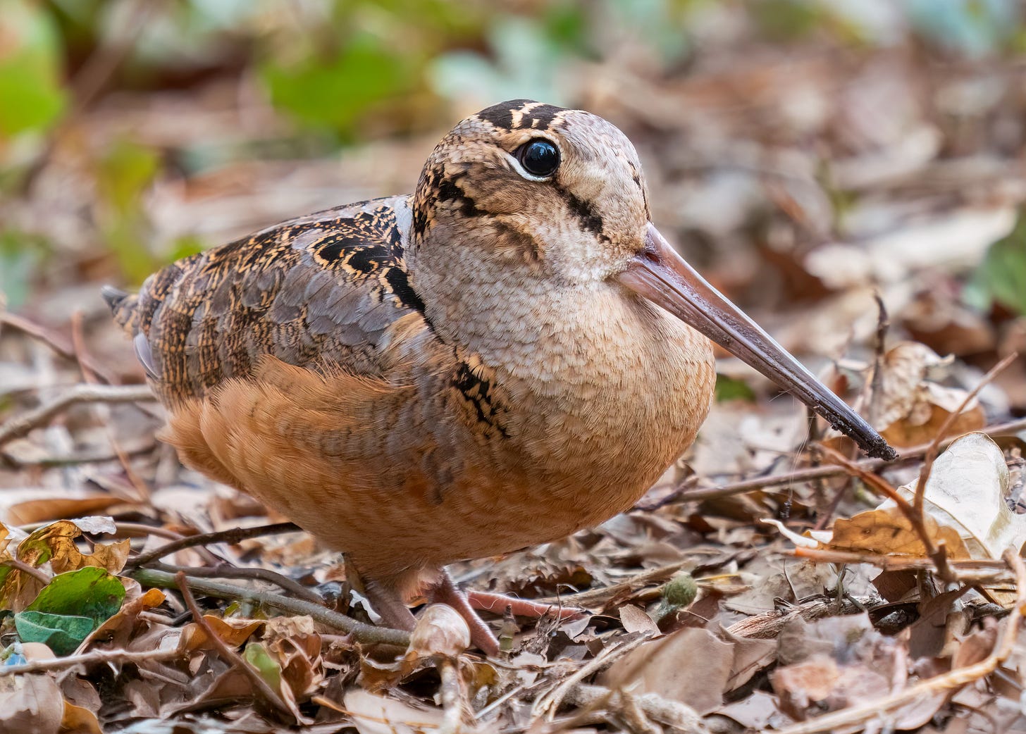 Close-up shot of an American Woodcock, a round bird with short legs and a round beak, with big brown eyes Close-up shot of an American Woodcock, a round bird with short legs and a round beak, with big brown eyes