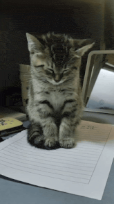a kitten is sitting on top of a piece of paper that says ' aa ' on it a kitten is sitting on top of a piece of paper that says ' aa ' on it