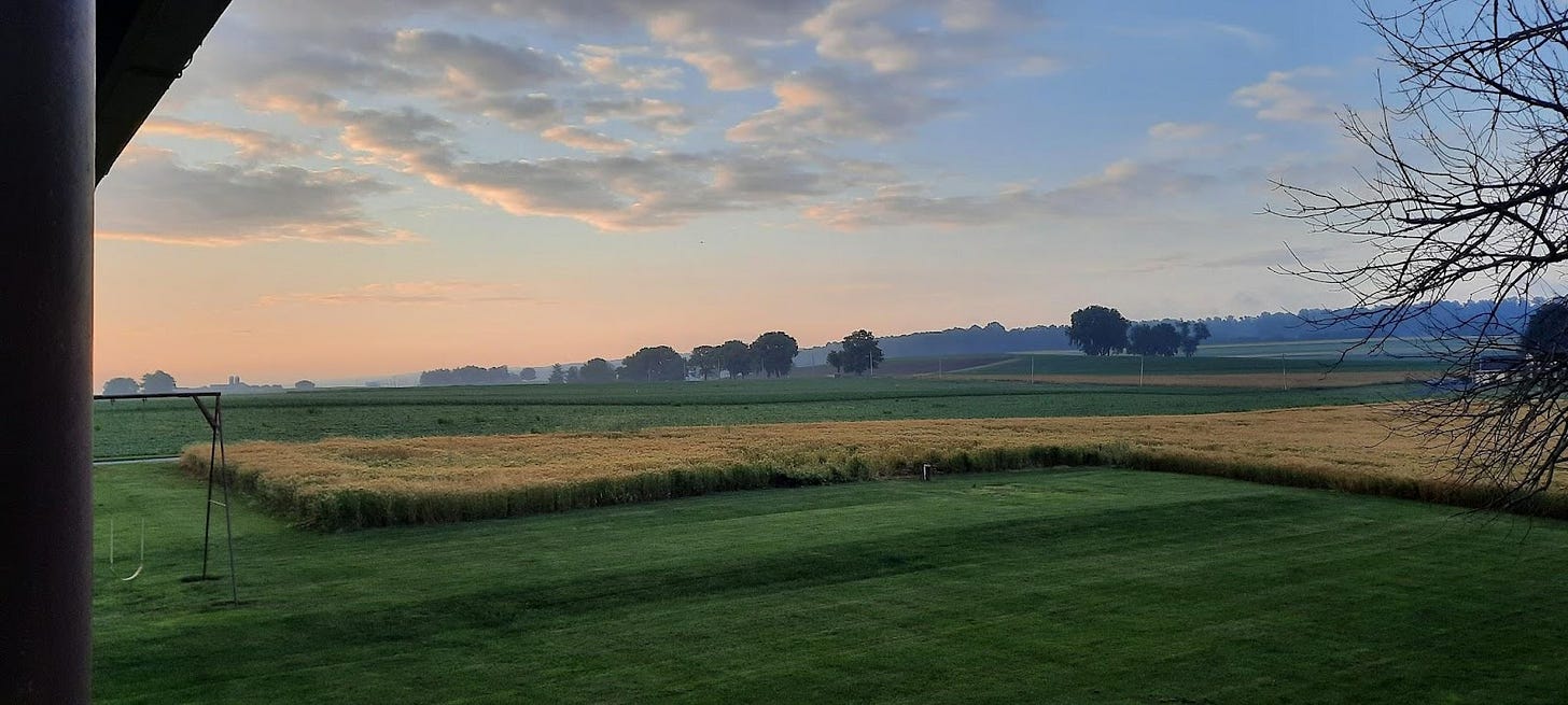 A barley field in early morning sunlight. Everything looks golden.