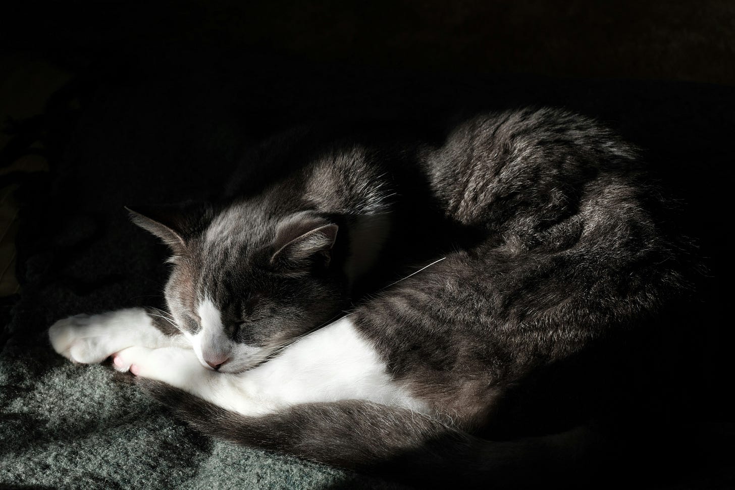 Gray-and-white cat curled tightly, sleeping in a sunbeam on a dark blanket Gray-and-white cat curled tightly, sleeping in a sunbeam on a dark blanket