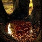 Appalachian Pagan's avatar