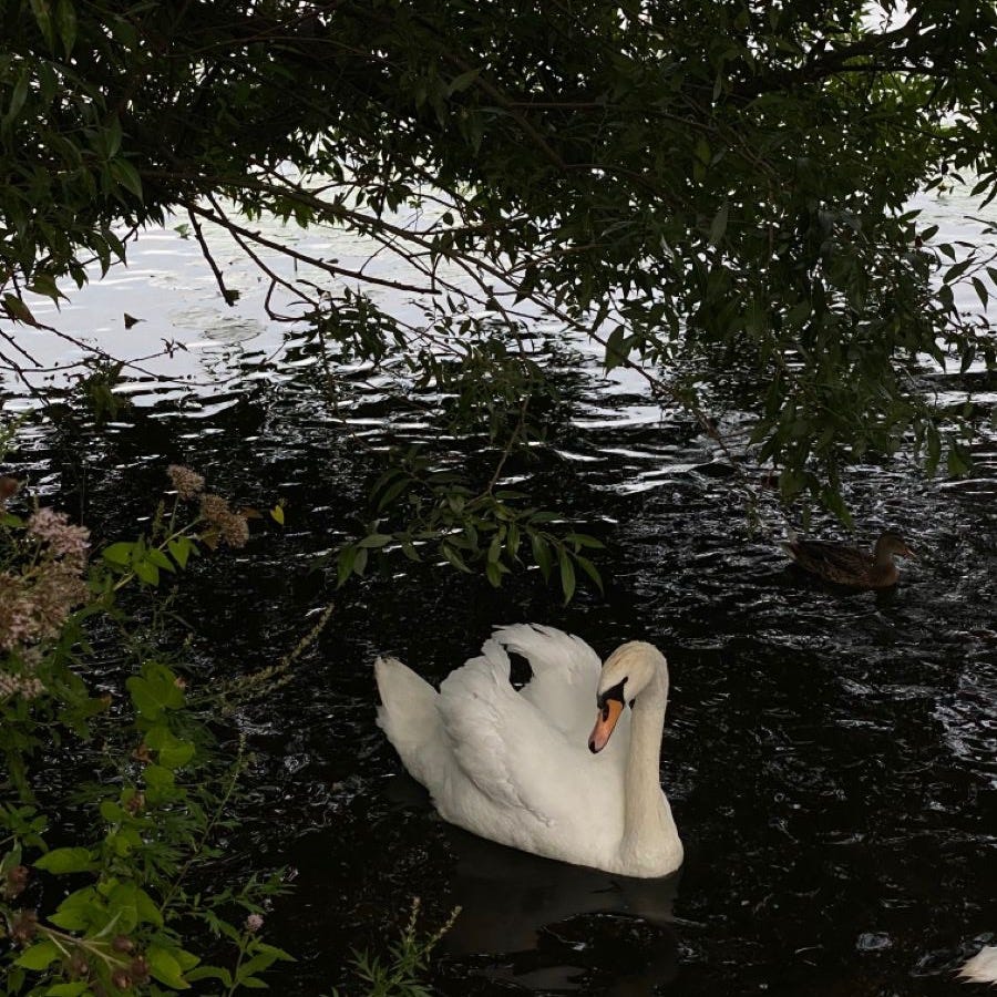 ٱلْبَجَعَةُ