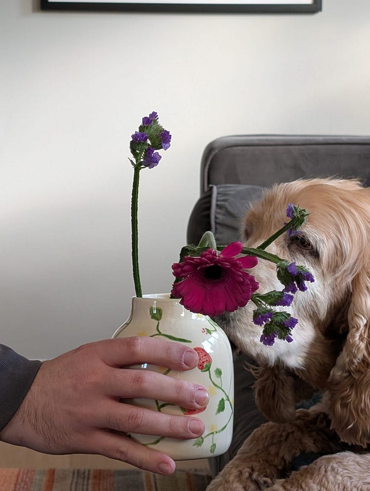 Dexter asleep in a colourful rainbow knit dog jumper beside a toy bone embroidered with his name. Playful and affectionate image shared in Amy Twigg’s Tarot DMs interview, showing the cocker spaniel whose presence shaped her writing life.