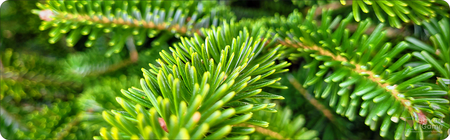 A photo of the branches on a live Christmas tree!