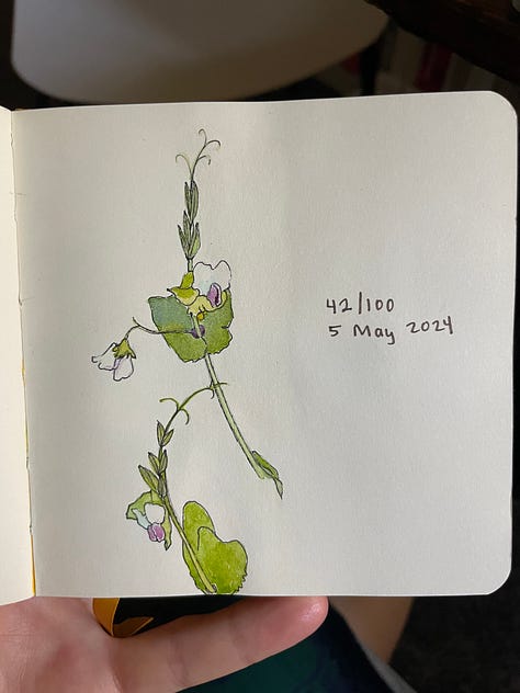 Nine drawings of outdoor spaces and plants, some done with pastel, some done with just pen.