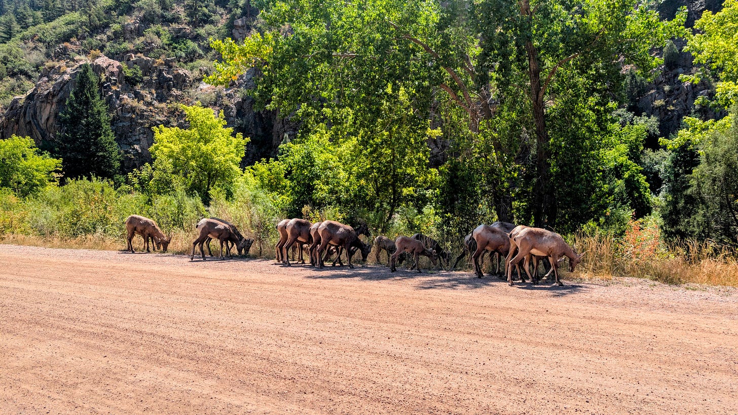 Ewes with lambs and a few yearlings drop their heads and go to work, snipping tawny roadside grasses and forbs and nosing the salty crust at the road’s edge.