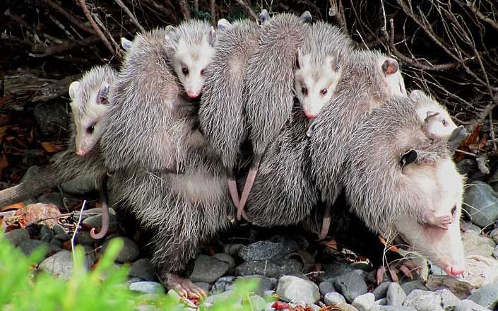 Opossums