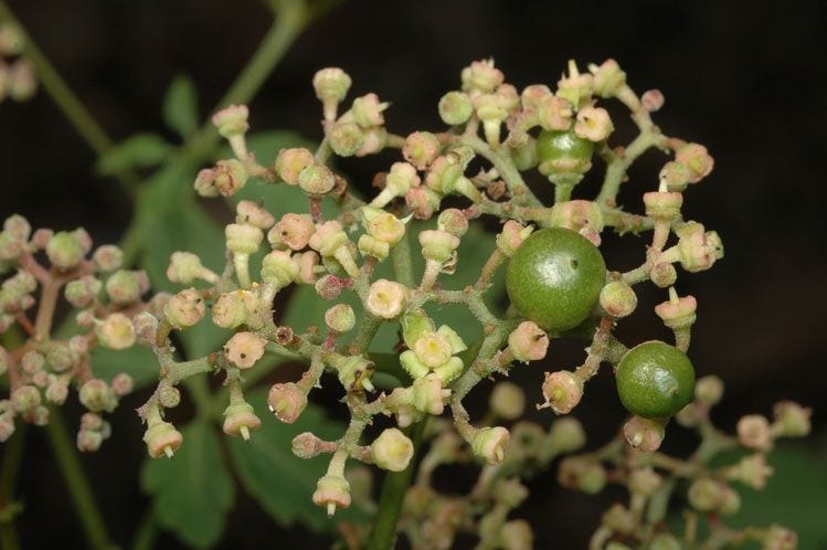 Cayratia clematidea [Flowers - ATLAS].jpeg