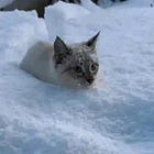 After The American Age. Tabs, Wed., Jan. 21, 2026