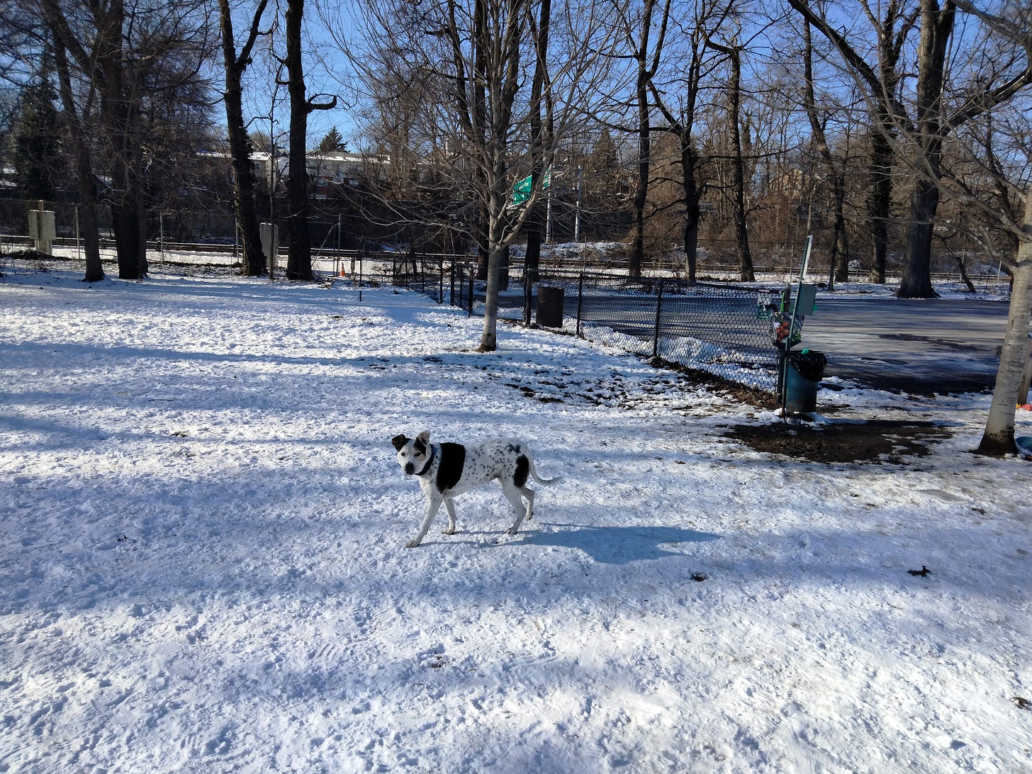 Matt's dog, Joy, stands in a snow-covered park surrounded by leafless trees, with a black fence and quiet road in the background. Matt's dog, Joy, stands in a snow-covered park surrounded by leafless trees, with a black fence and quiet road in the background.