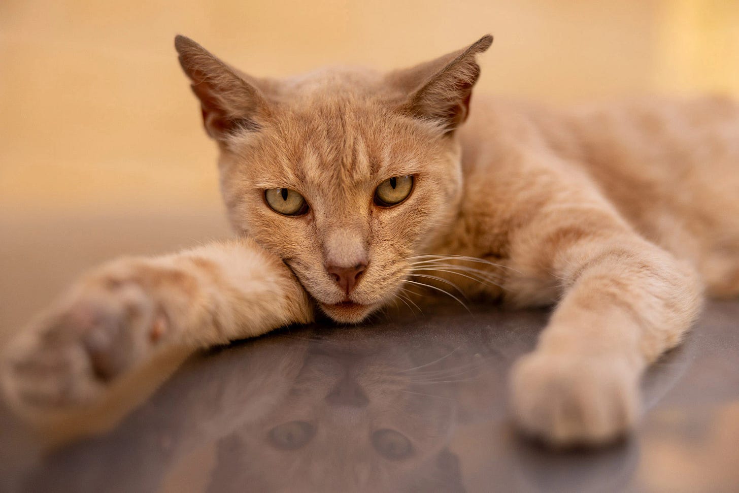Close-up of a ginger alley cat in Birgu, Malta, lying on the hot roof of a car during a humid summer day, its golden eyes fixed forward with the same steady gaze shared by the harbor cats of Marsaxlokk.