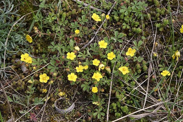 Potentilla arneria aka Cinquefoil