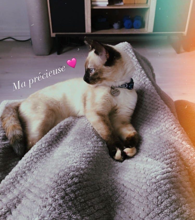 Skye is resting on a blanket covering some legs, she is looking to the side and showing off her beautiful cream fur in the sunlight. Skye is resting on a blanket covering some legs, she is looking to the side and showing off her beautiful cream fur in the sunlight.
