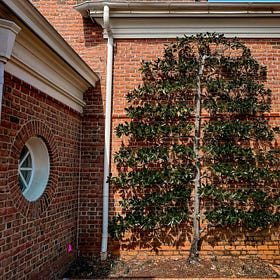 Espalier
