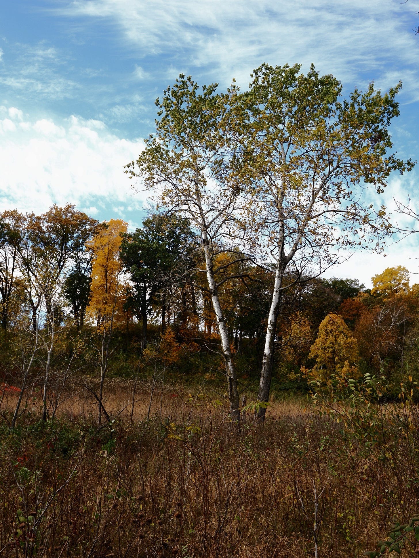 A pair of trees in a field