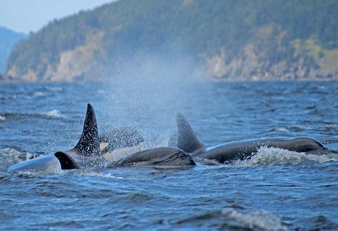 Bigg's orcas hunt Steller sea lion