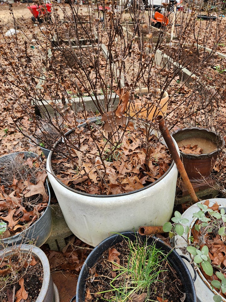 A collection of discarded vessels repurposed for planting herbs.
