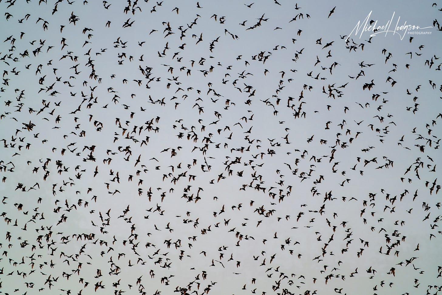 Thousands of Mexican free-tail bats flying through the sky in Yolo County, California. Thousands of Mexican free-tail bats flying through the sky in Yolo County, California.