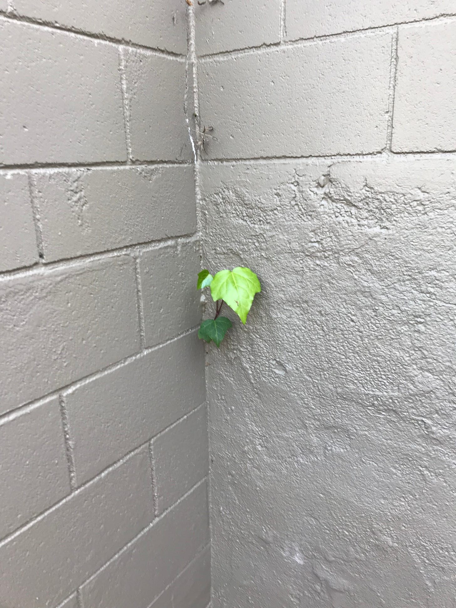little green plant sprouting out of a cement wall