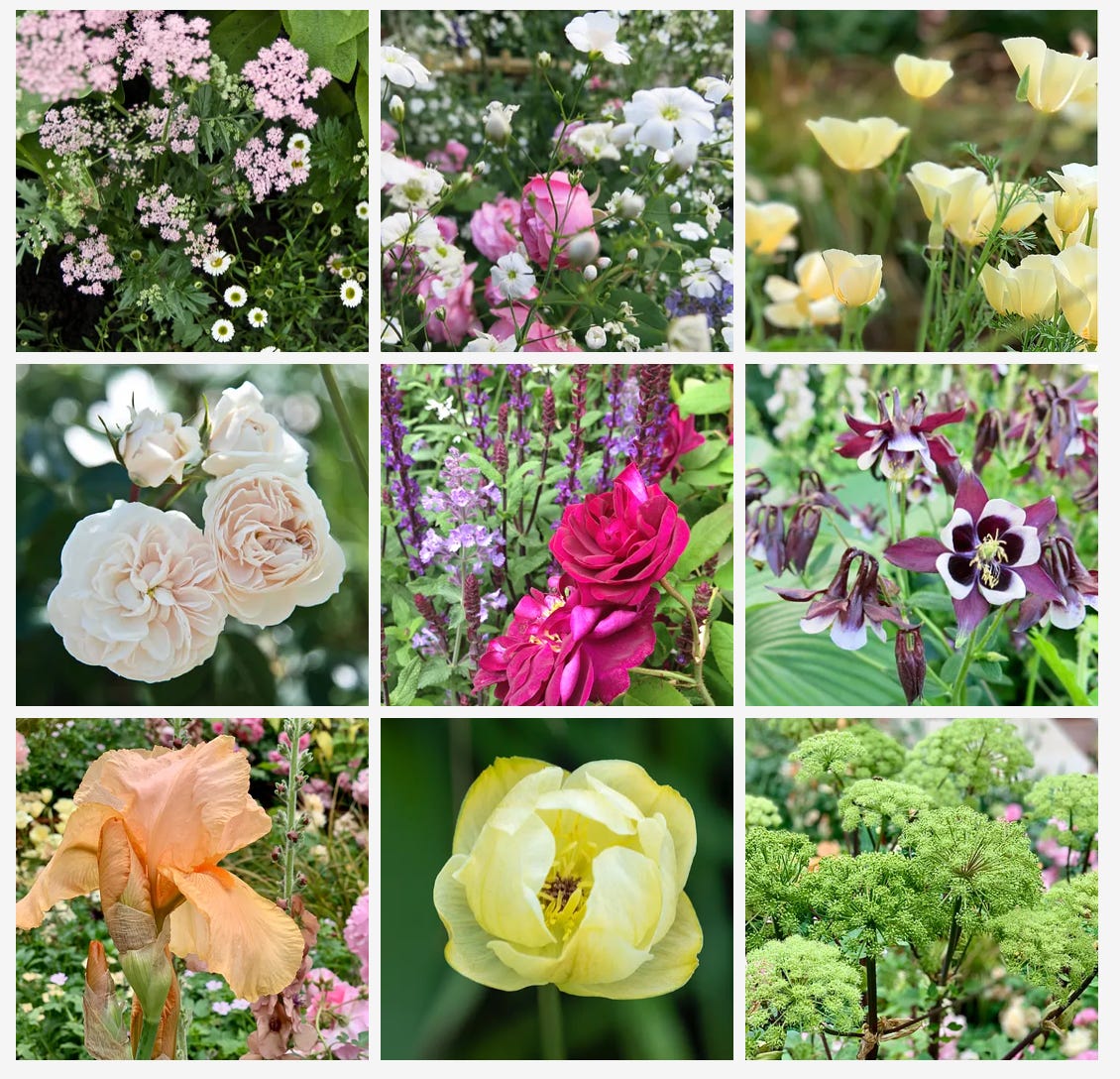 The top 100 plants for your garden, and how to do the 'Chelsea Chop'