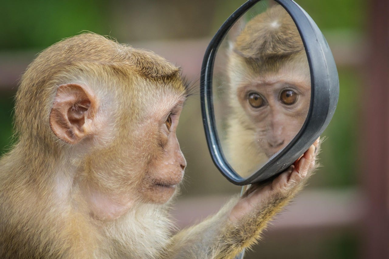 Free Monkey Mirror photo and picture
