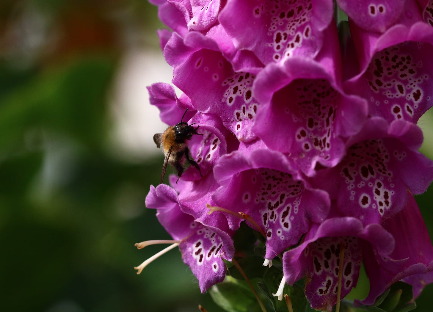 bee on foxgloves bee on foxgloves
