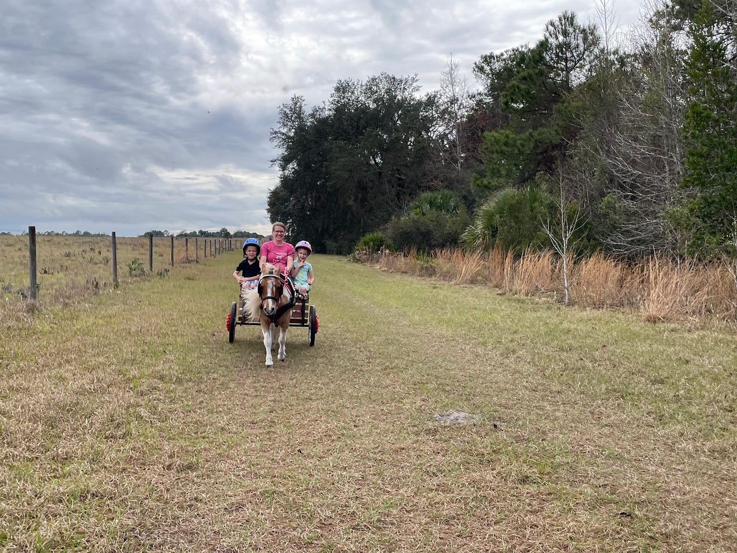 Miniature horse carting in Florida