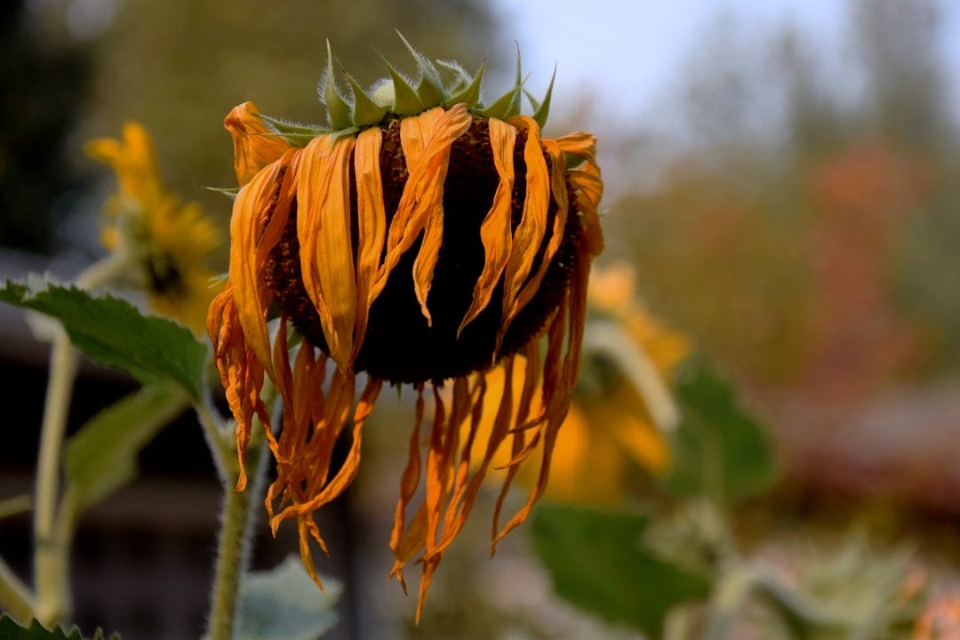a close up of a sunflower with a blurry background