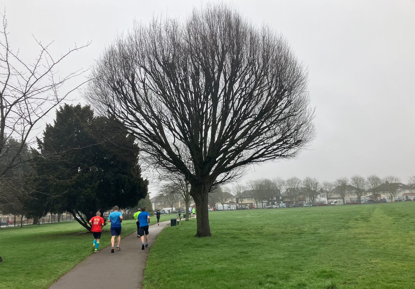 A large tree on the grass by the tarmacced path