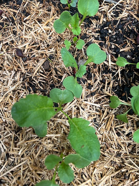 Autumn planted seedlings looking for a bit of nitrogen to put on some growth