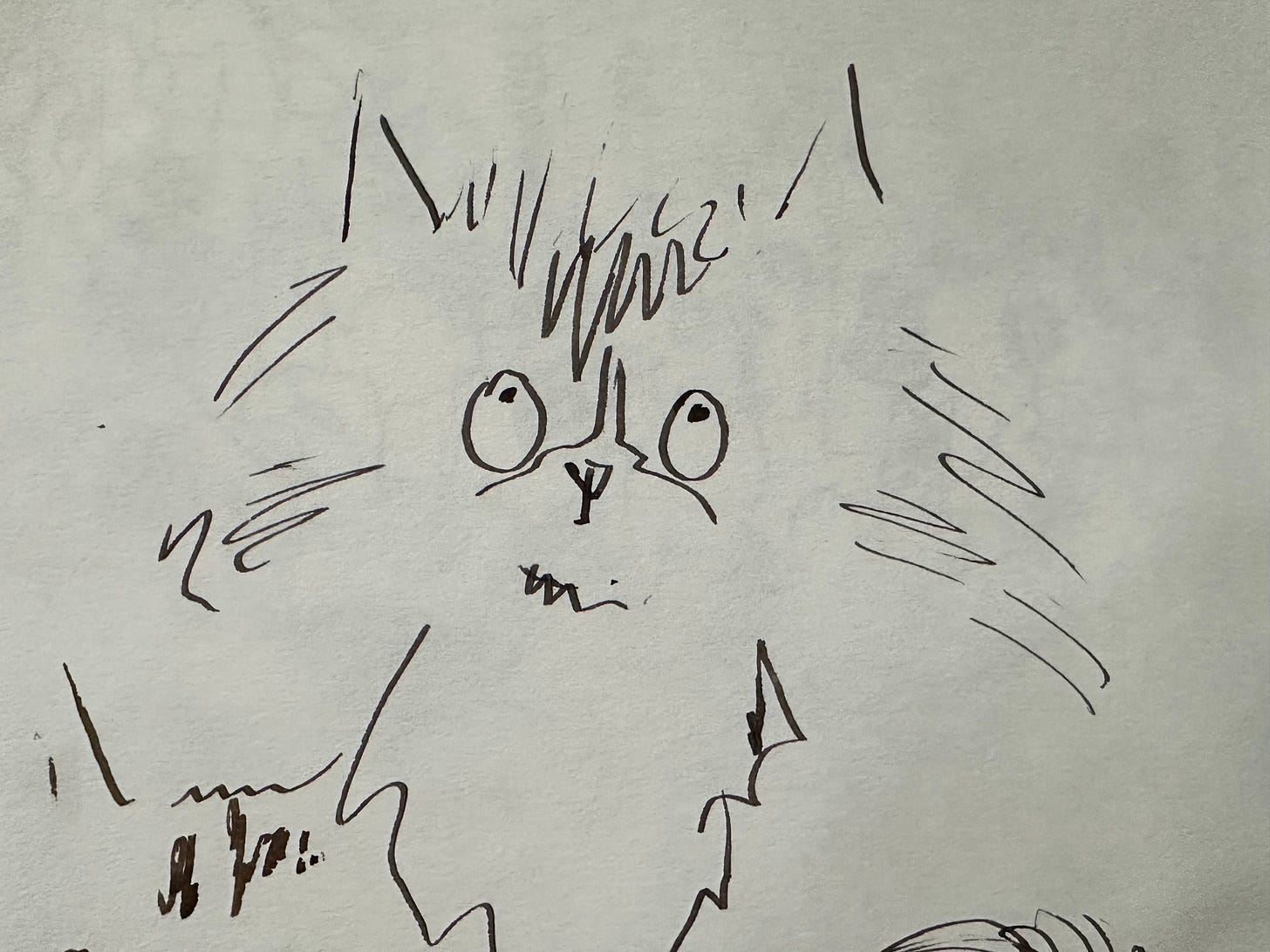 pen and ink cat sketch