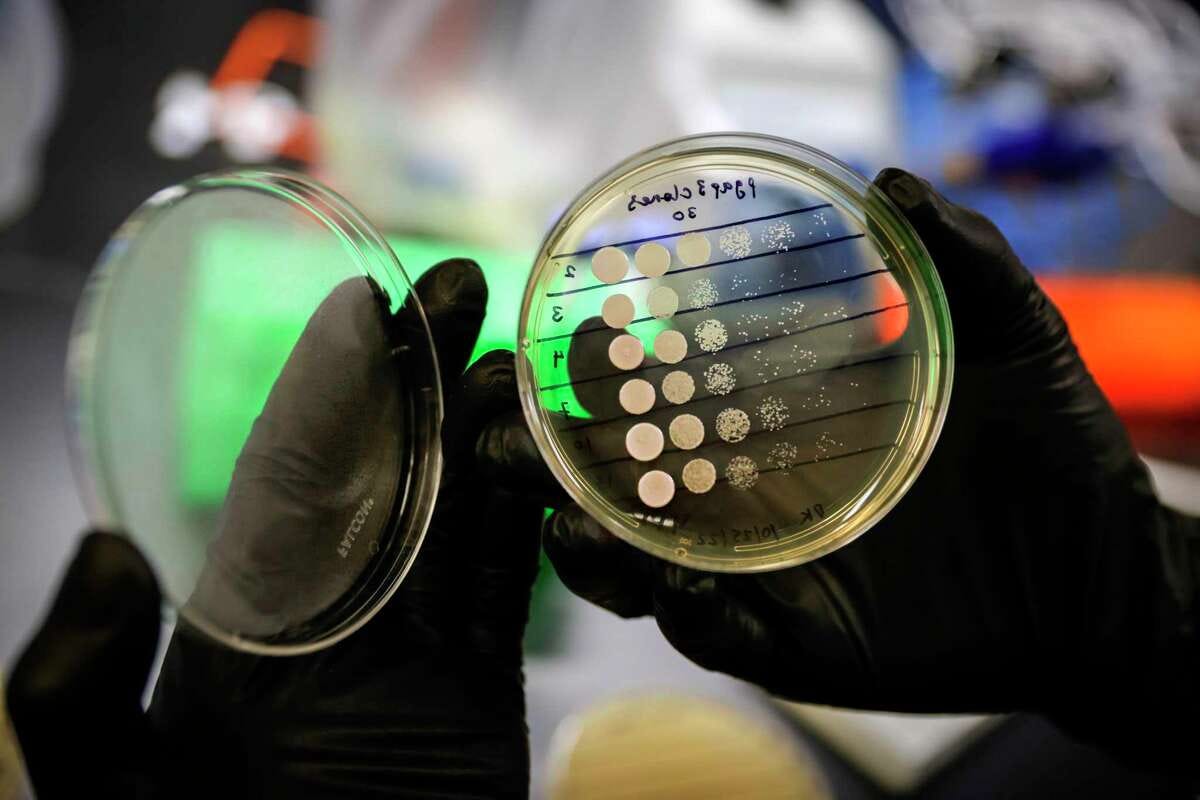 The hands of yeast cure guide Henry Ng holds a dish of yeast used for research at a lab in San Francisco, Calif. on Wednesday, Oct. 26, 2022. The lab and its cure guides have been hired by the Landman family to coordinate research into finding a potential treatment for their daughter Lucy. The hands of yeast cure guide Henry Ng holds a dish of yeast used for research at a lab in San Francisco, Calif. on Wednesday, Oct. 26, 2022. The lab and its cure guides have been hired by the Landman family to coordinate research into finding a potential treatment for their daughter Lucy.